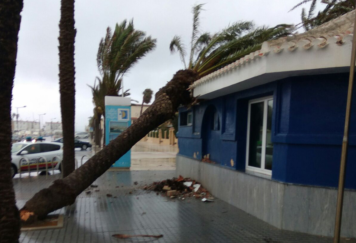 Cada de una palmera por el temporal en las instalaciones de la Polica Local en Cabo de Palos