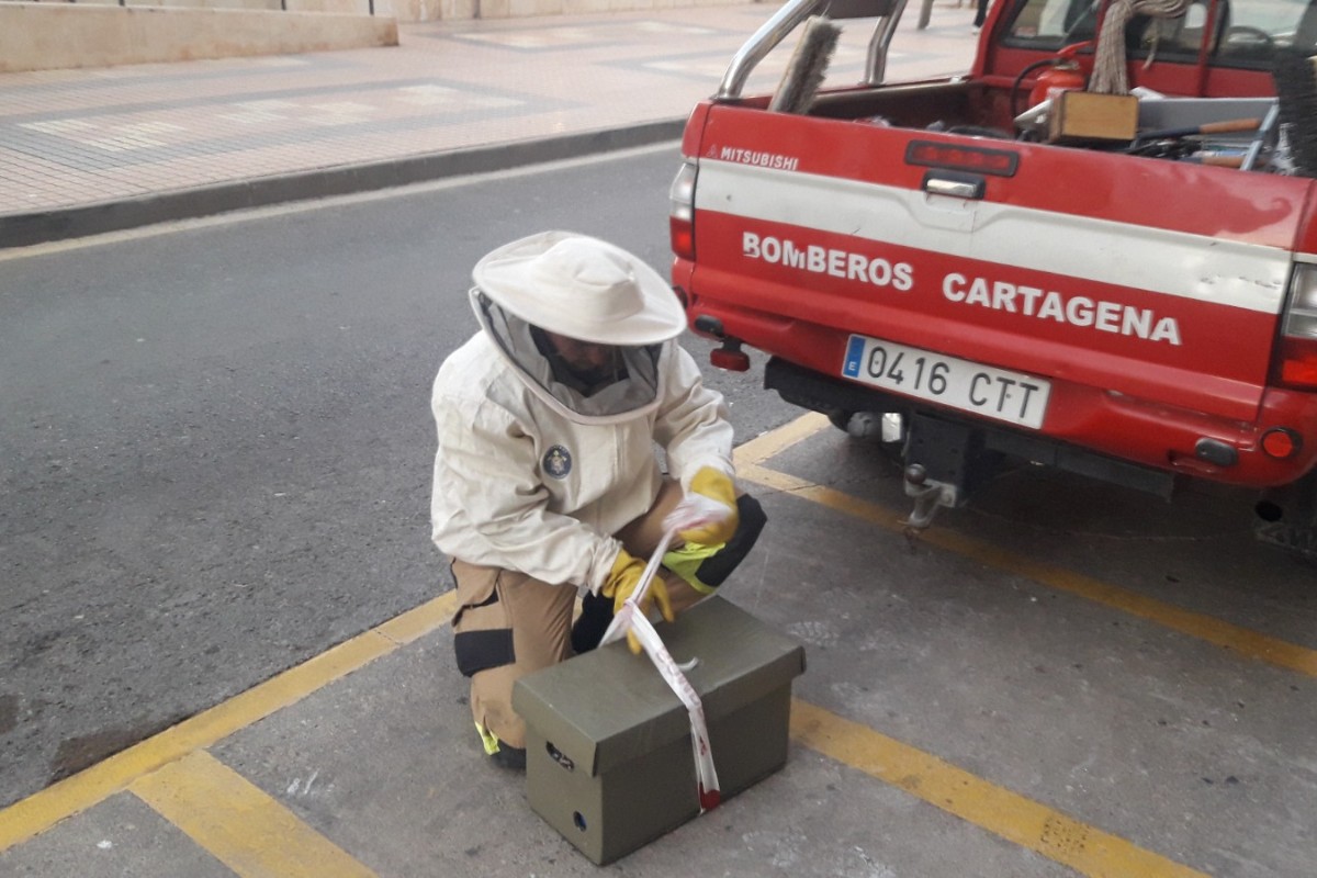 Trabajos de retirada de enjambres de los Bomberos de Cartagena.