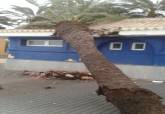 Cada de una palmera por el temporal en las instalaciones de la Polica Local en Cabo de Palos