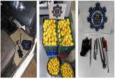 Limones interceptacos por la Polica Local supuestamente sustrados en una finca de La Aparecida