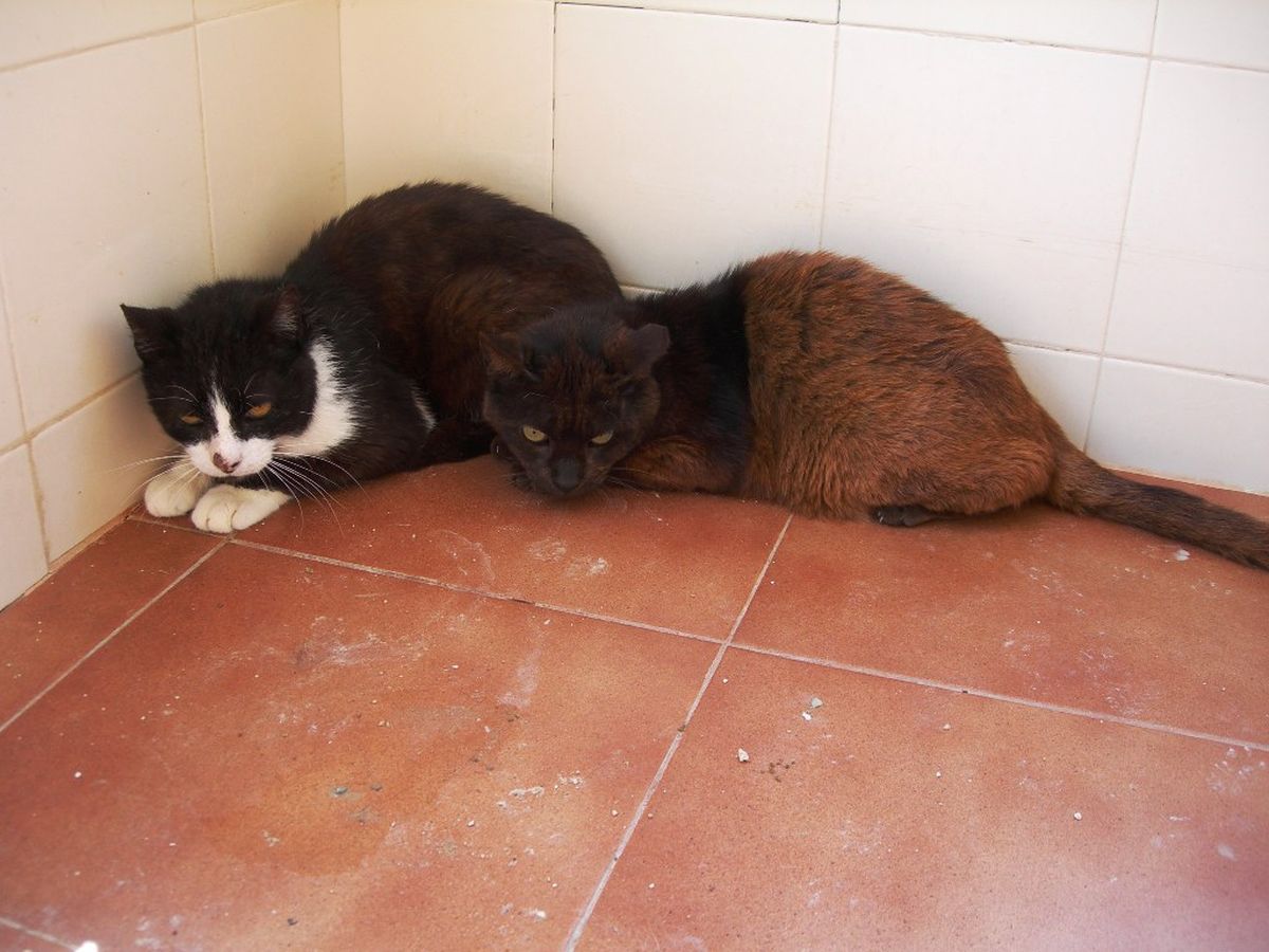 Gatos de la colonia felina del Molinete en el Catad