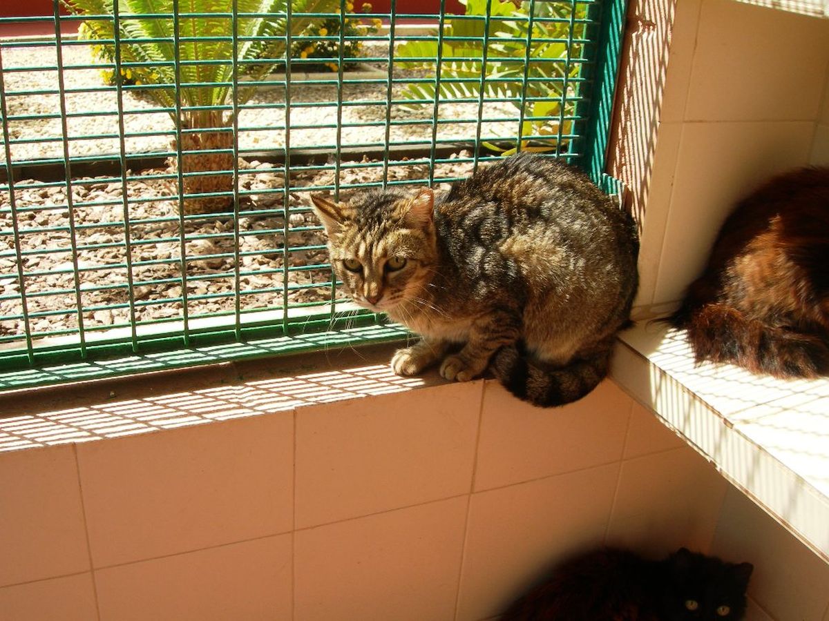 Angry classical Want to Calidad de Vida pone a disposición de 'Cuatro Gatos' los felinos recogidos  en la colonia del Cerro del Molinete | Ayuntamiento de Cartagena