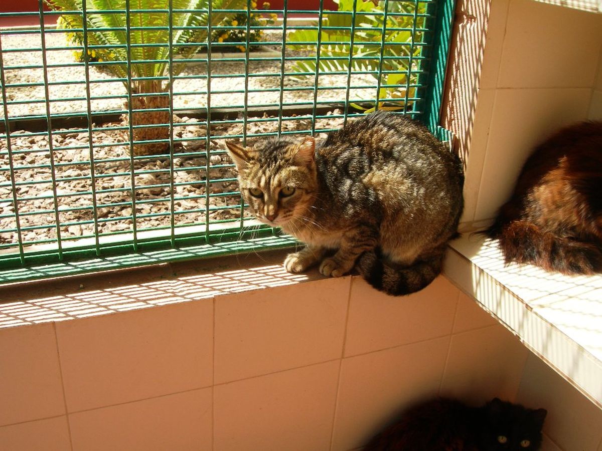 Gatos de la colonia felina del Molinete en el Catad