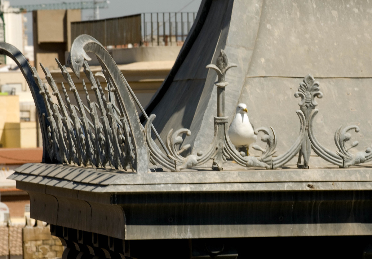 Campaa de control de la poblacin de gaviotas