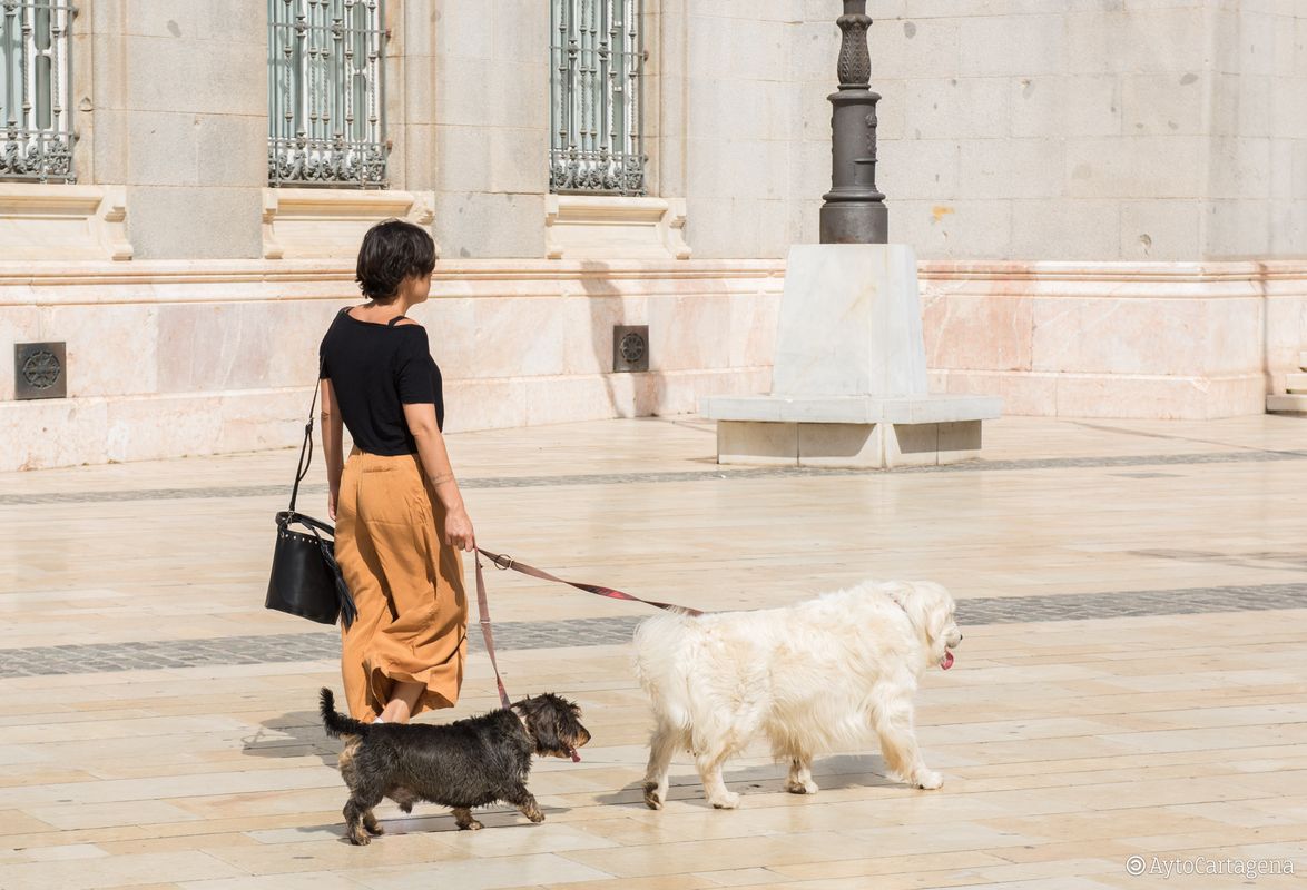 Campaa de tenencia y cuidado responsable de animales