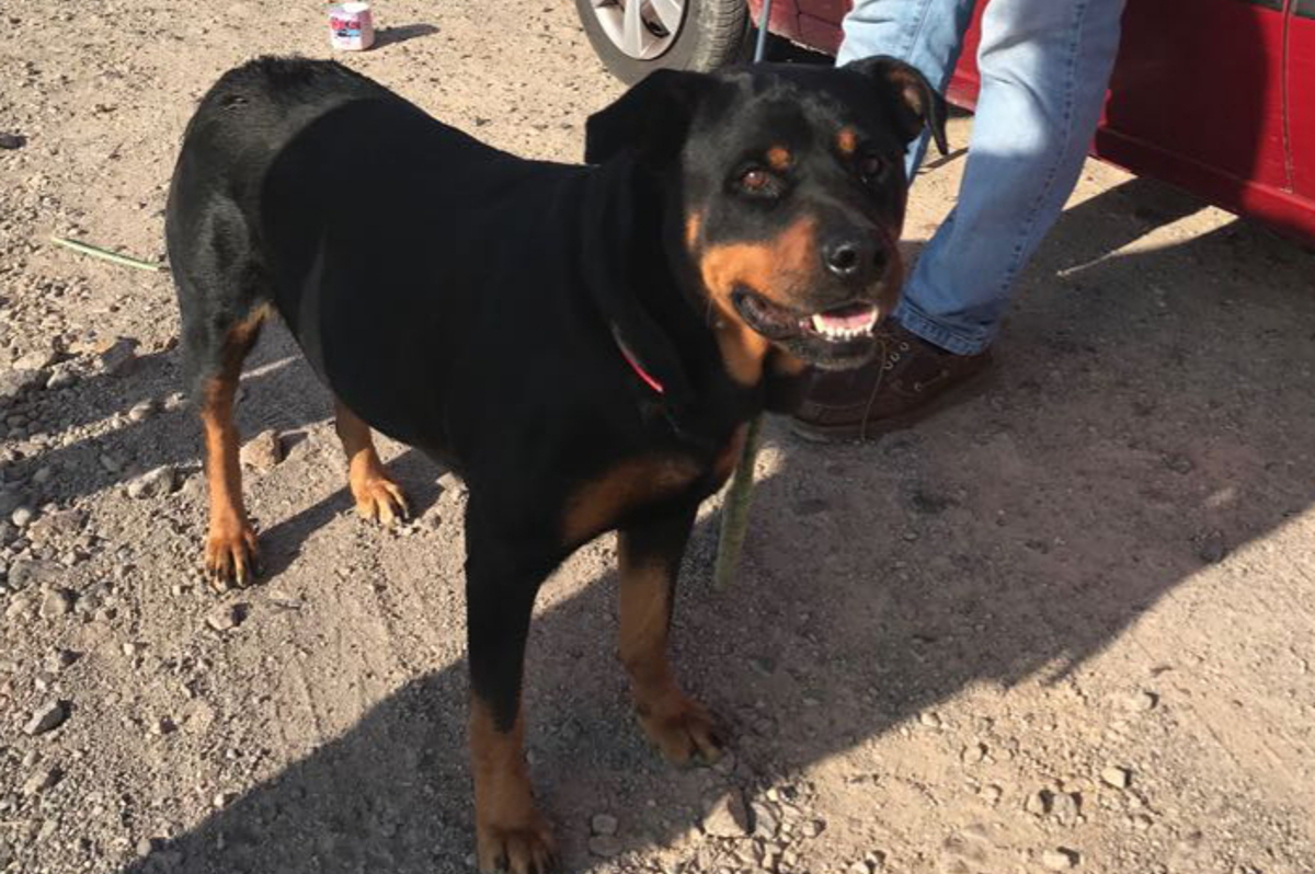 Ejemplar de Rottweiler rescatado por la Polica Local