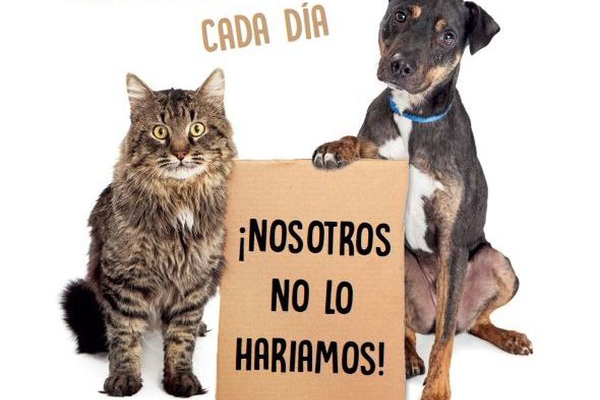 Campaa de tenencia responsable de animales de compaa