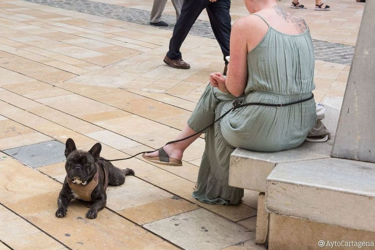 Una nueva campaa municipal combatir los orines de las mascotas en la va pblica