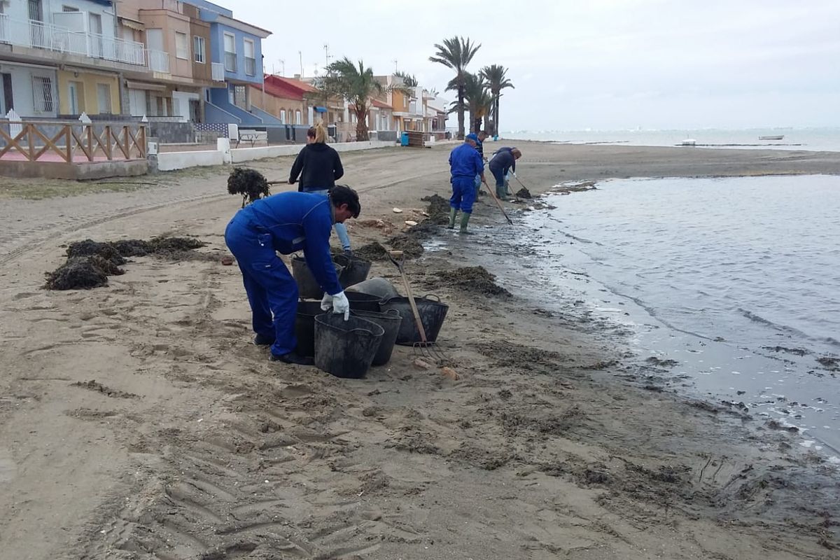 Limpieza manual de playas en el Mar Menor