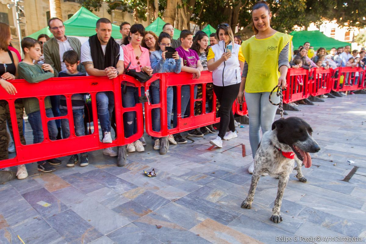 Feria de adopcin de perros
