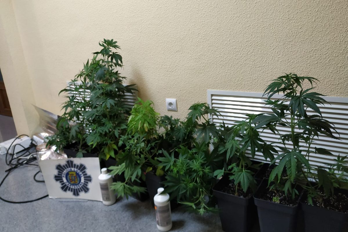 Plantas de marihuana incautadas por Polica Local de Cartagena
