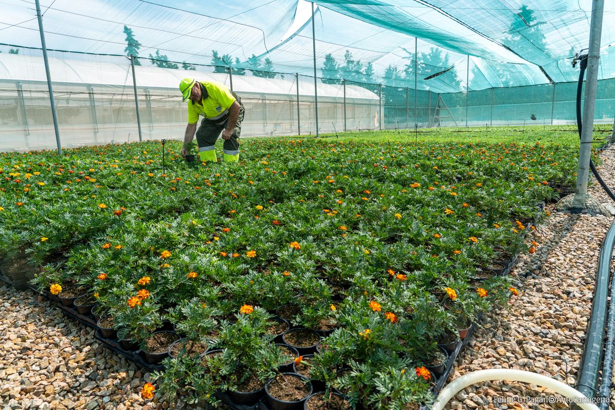 Preparacin de plantacin en el Vivero Municipal 