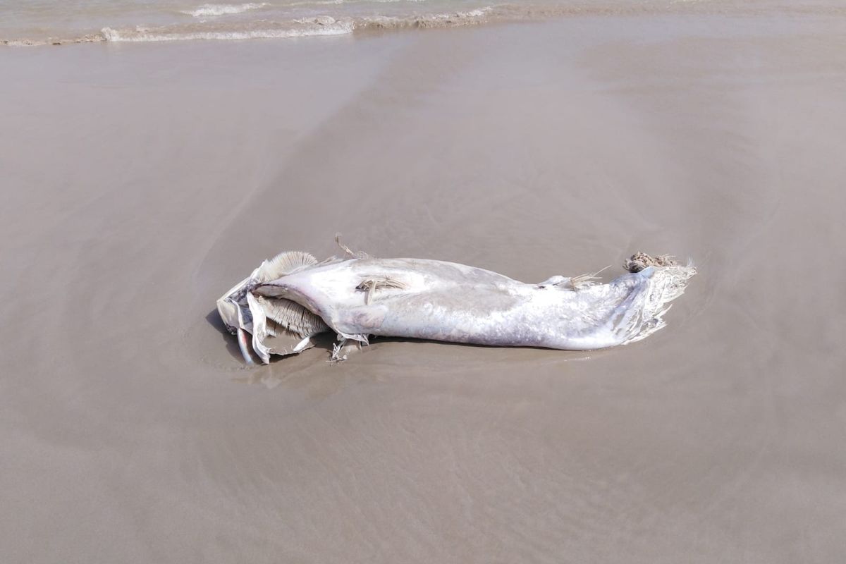 Atún muerto varado en una playa de La Manga