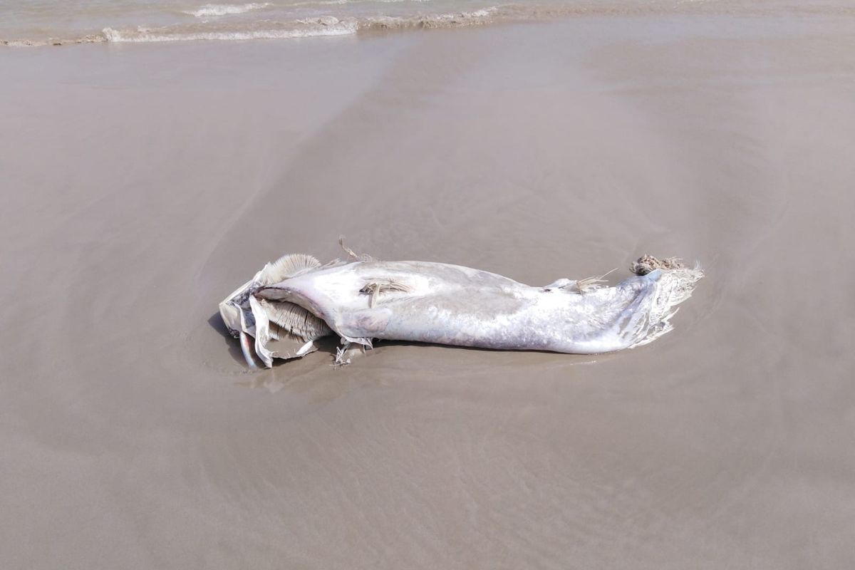 Atn muerto varado en una playa de La Manga