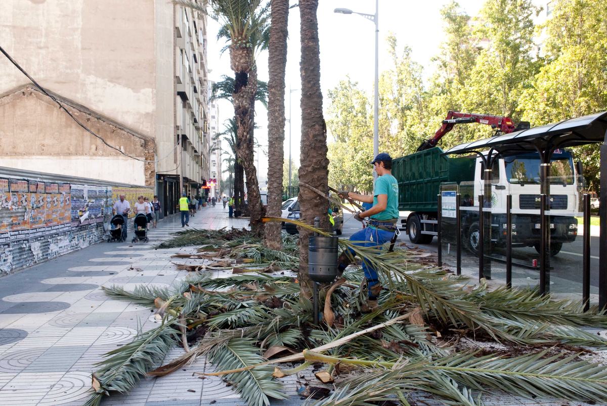 Poda de palmeras en la Alameda de San Antón
