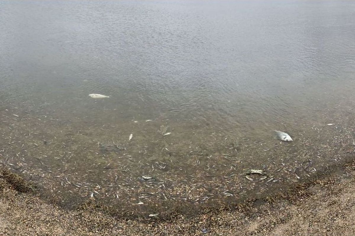 Peces muertos en el Mar Menor (foto Mariló Jiménez) 