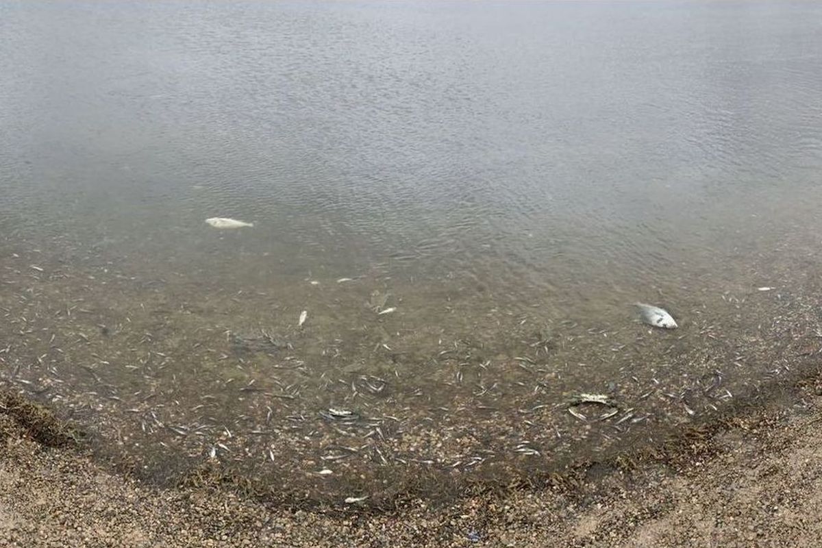 Peces muertos en el Mar Menor (foto Maril Jimnez) 