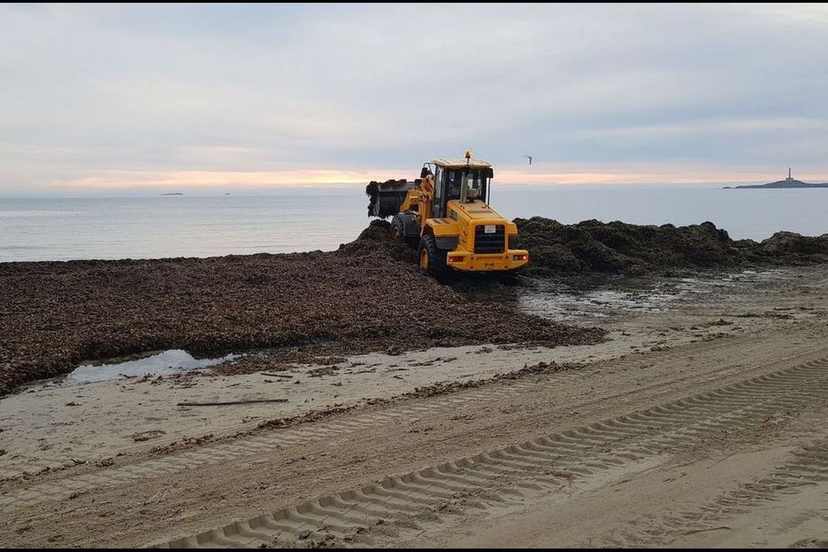 Plan de acopio de algas y labores de mantenimiento en la playa Gala