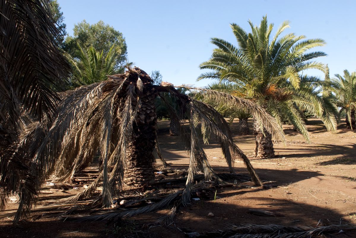 Plaga de picudo rojo en las palmeras del Polígono Residencial de Santa Ana