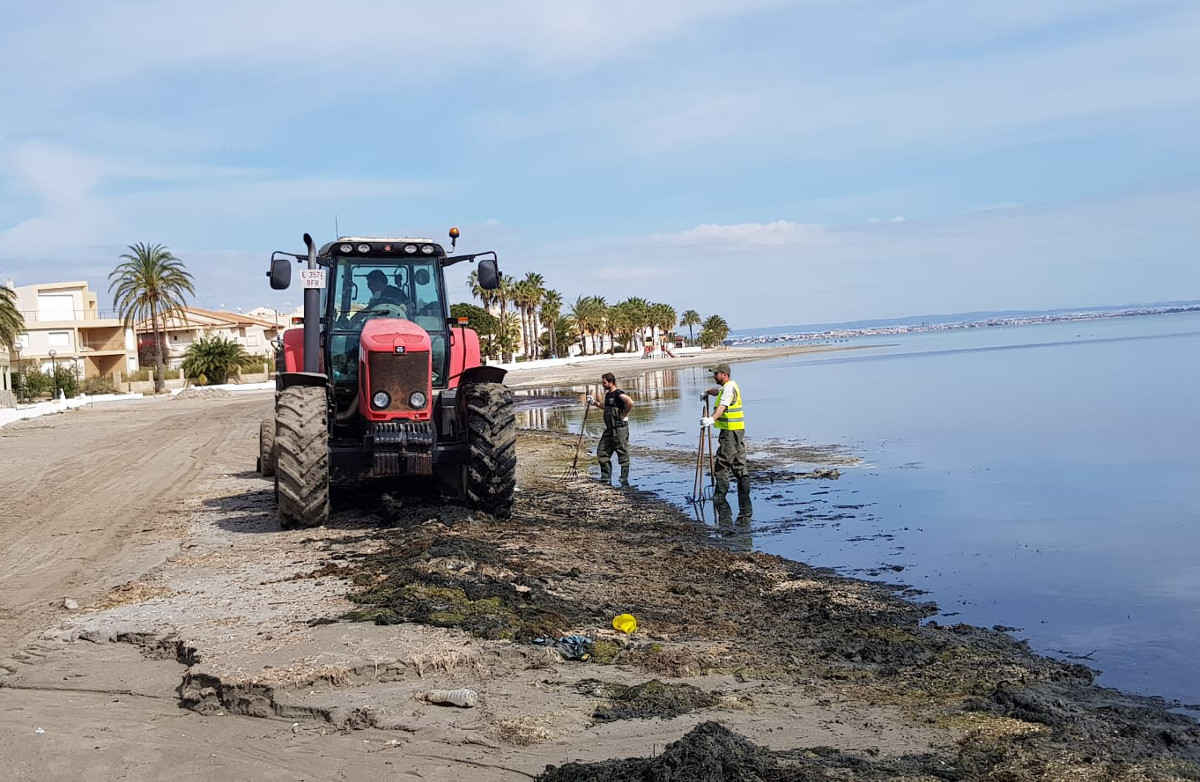 Reanudacin de los trabajos de limpieza de algas y mantenimiento en el litoral cartagenero
