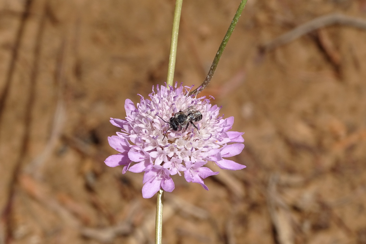Adaptacin de los jardines del parque de la Roca para garantizar la conservacin de insectos polinizadores