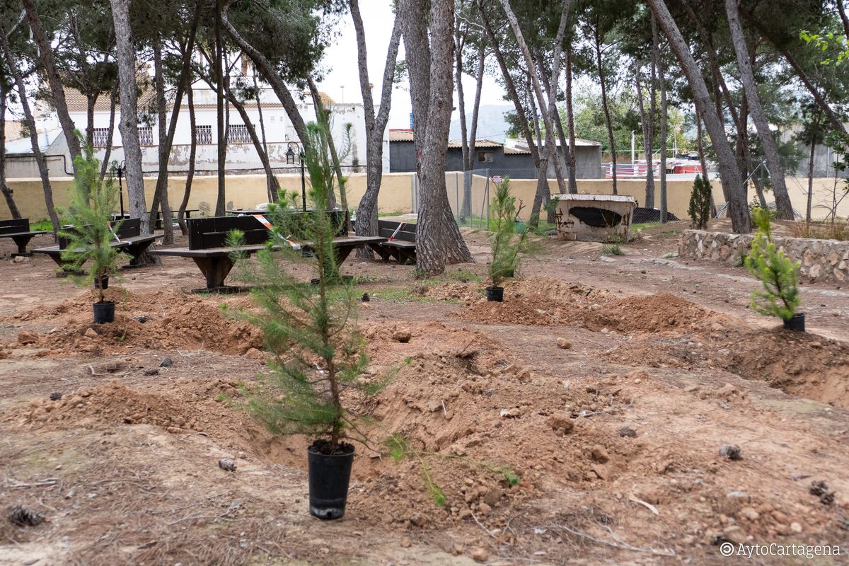 Reforestacin de pinos en el Centro Juvenil de Canteras