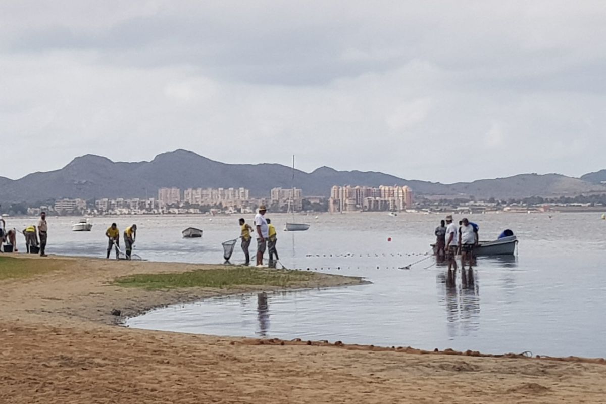 Las brigadas municipales y la CARM limpian desde bien temprano las playas del Mar Menor