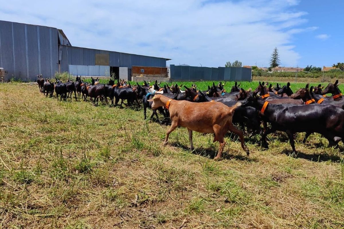 Granja caprina San Isidro