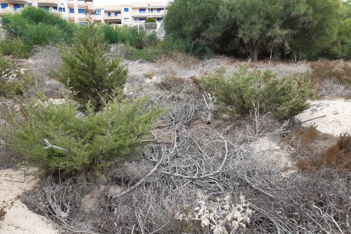 Trabajos de limpieza y revegetacin en Monte Blanco