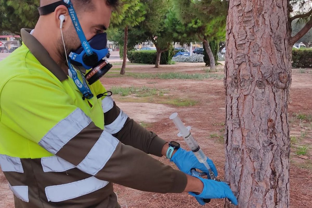 Endoterapia aplicada a pinos de zonas verdes municipales