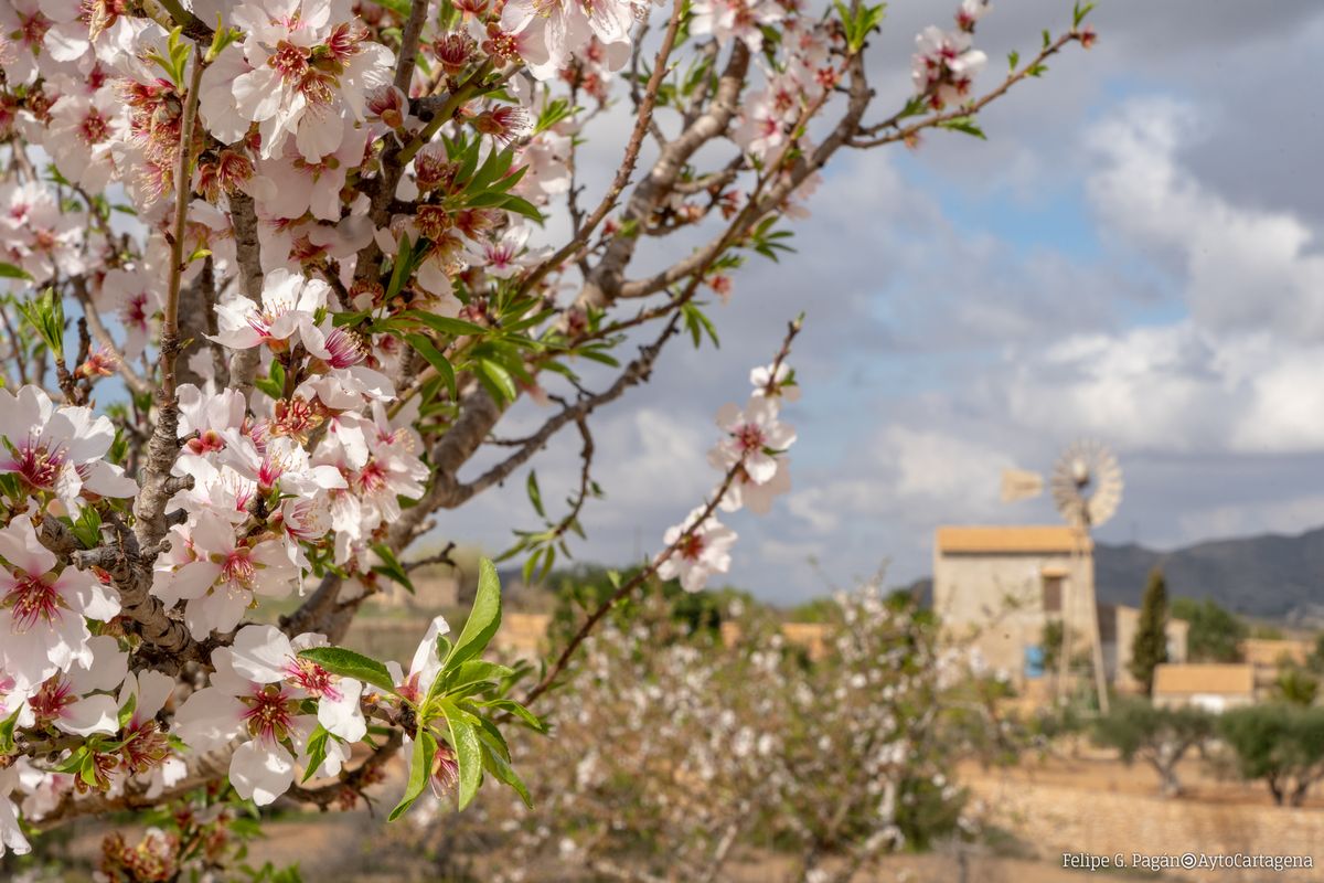 Almendros en flor en el campo de Cartagena