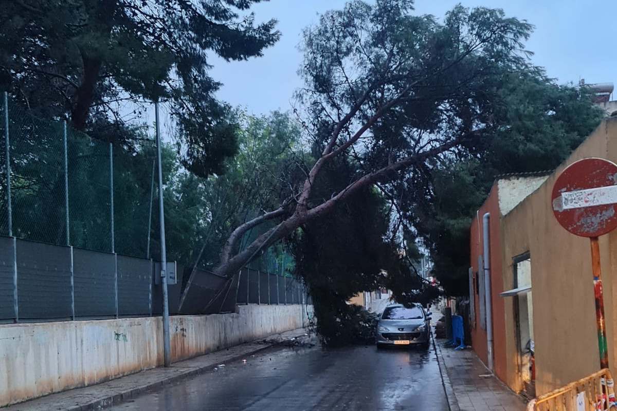 rboles en peligro de cada por las lluvias