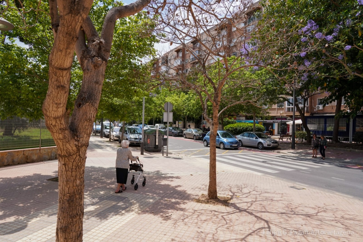 Jacaranda seca en Juan Fernández con Avenida de los Toreros de Cartagena.