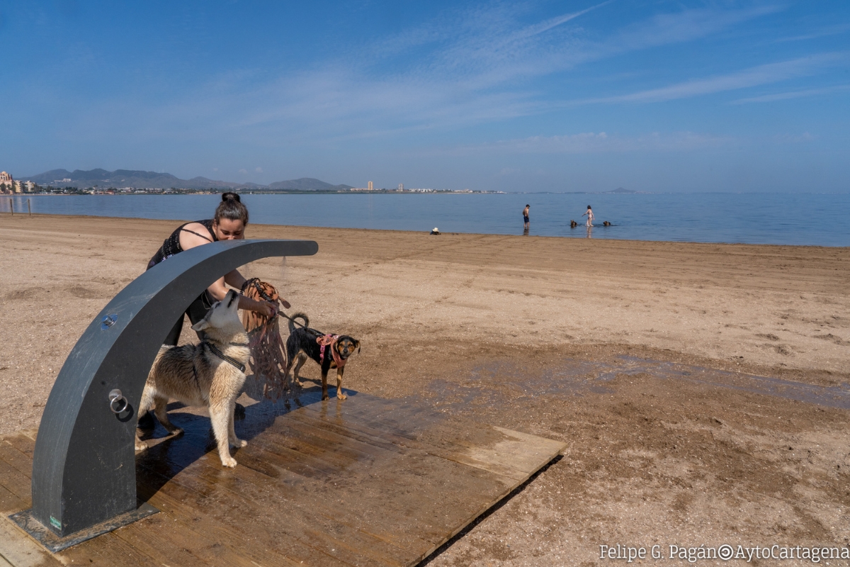 Playas caninas de Cartagena.