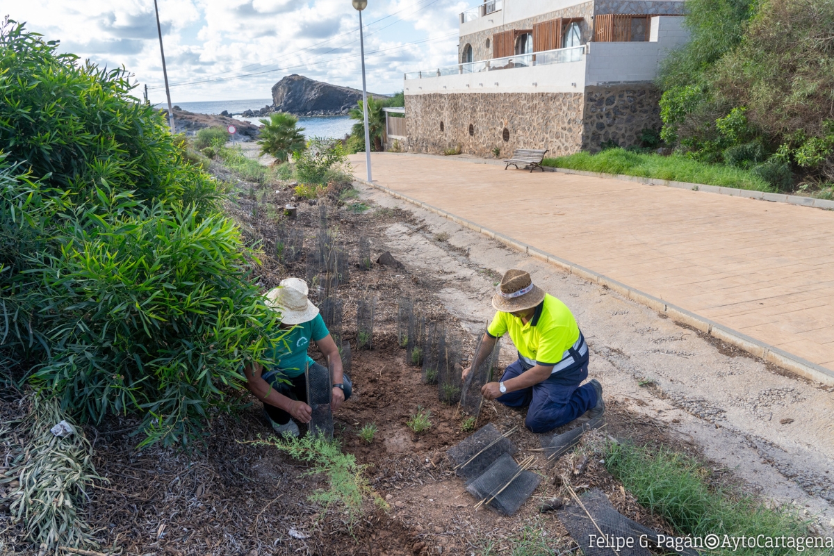 El Ayuntamiento de Cartagena reforesta con 700 plantas autóctonas la rambla de Cala Flores en Cabo de Palos