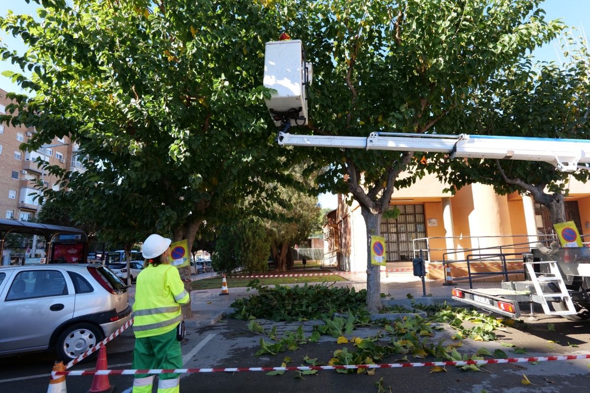 El Ayuntamiento de Cartagena realiza la poda de las moreras para favorecer copas más densas y mejorar la calidad del aire