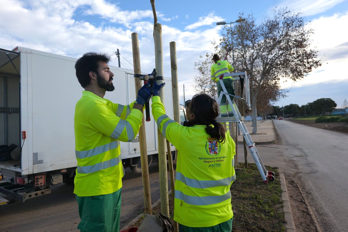 Campaña municipal de plantación de arbolado
