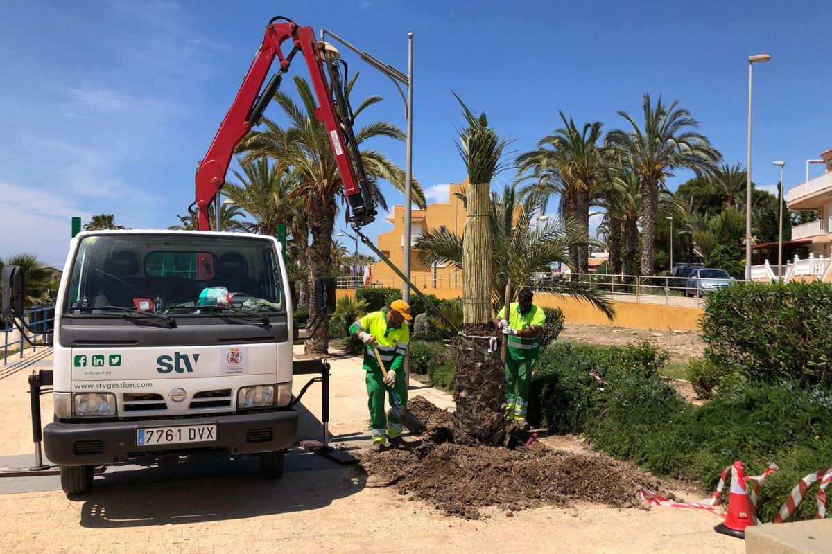 Comienza la plantación de 50 nuevas palmeras en La Azohía e Isla Plana. Mayo, 2026.
