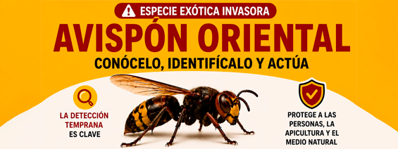 Cartel informativo para identificar al avisp�n oriental y activa un correo para que los ciudadanos comuniquen avistamientos