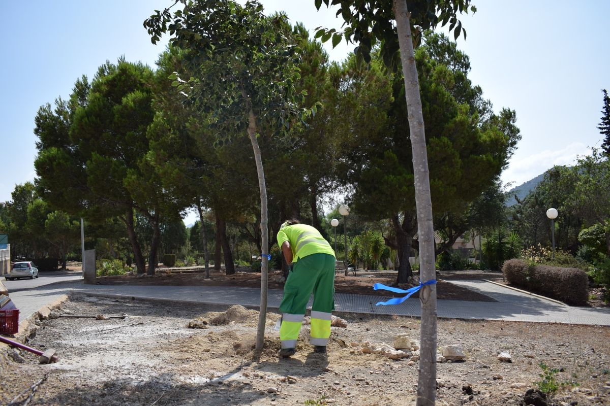 El Ayuntamiento de Cartagena renovará el arbolado deteriorado en distintos puntos del municipio