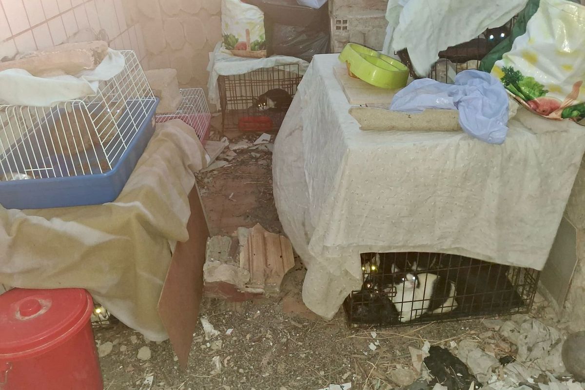Ayuntamiento y protectoras rescatan a 24 gatos hacinados en unas ruinas de La Asomada