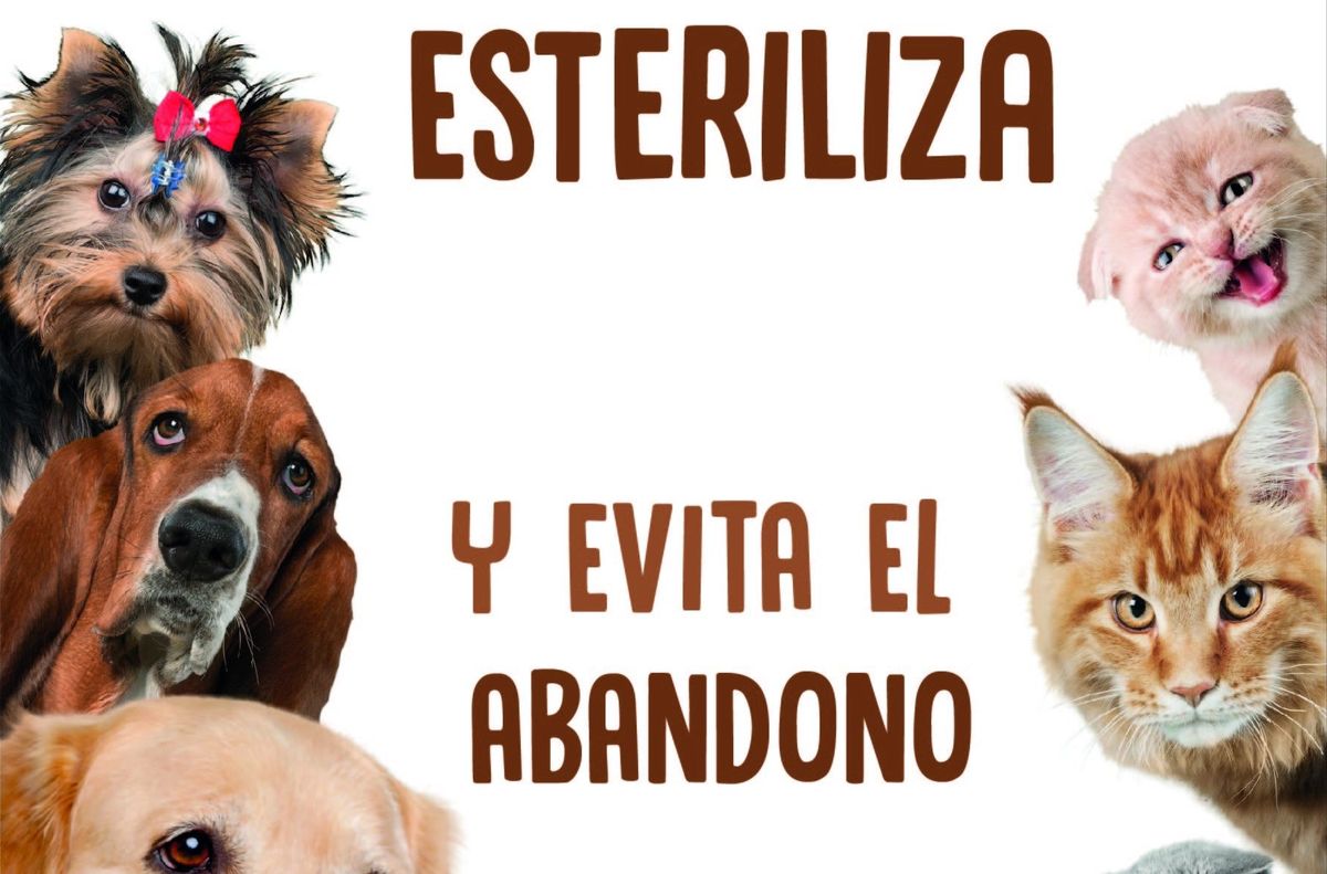 Imagen de la campaña de esterilización de mascotas
