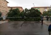 Cae un �rbol de grandes dimensiones en la barriada Jos� Mar�a de la Puerta