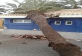 Ca�da de una palmera por el temporal en las instalaciones de la Polic�a Local en Cabo de Palos