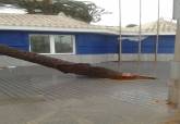 Ca�da de una palmera por el temporal en las instalaciones de la Polic�a Local en Cabo de Palos