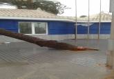 Caída de una palmera por el temporal en las instalaciones de la Policía Local en Cabo de Palos