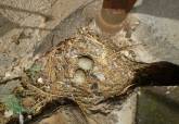 Nidos y huevos de gaviota en edificios de Cartagena