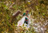 Poda del ficus de la Plaza de Espa�a