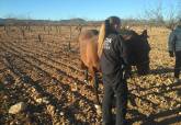 Caballo intervenido por los polic�as locales
