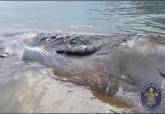 Bomberos de Cartagena remolcan un cachalote muerto en Cabo de Palos